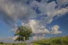 Rural road beneath stately tree, Oldham County, Kentucky Art Print